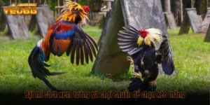 cách xem tướng gà chọi