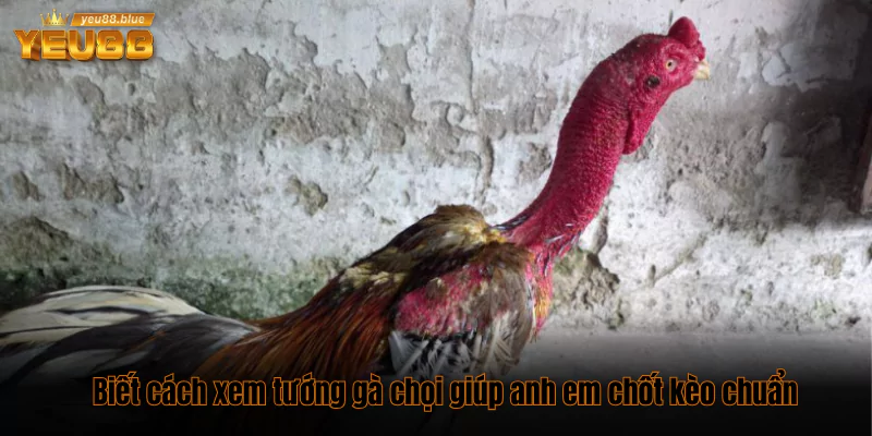 Bật mí cách xem tướng gà chọi chuẩn để chọn kèo thắng 1 cách xem tướng gà chọi