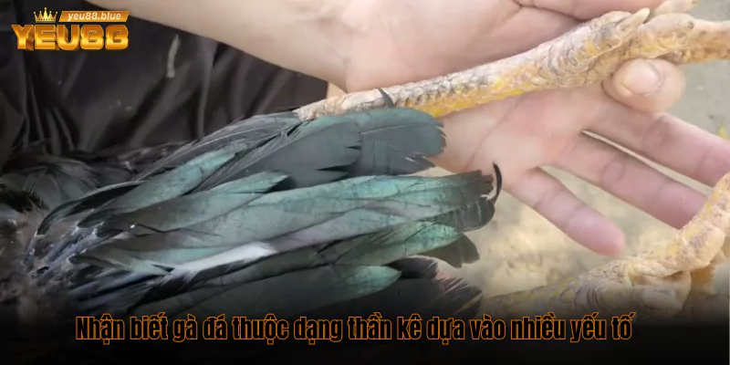 Bật mí cách xem tướng gà chọi chuẩn để chọn kèo thắng 3 Nhận biết gà đá thuộc dạng thần kê dựa vào nhiều yếu tố